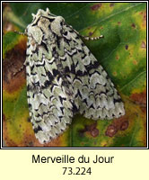 Merveille du Jour, Dichonia aprilina