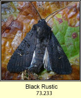 Black Rustic, Aporophyla nigra