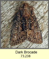 Dark Brocade, Blepharita adusta