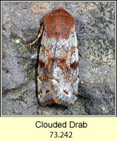 Clouded Drab, Orthosia incerta