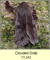 Clouded Drab, Orthosia incerta