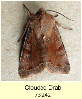 Clouded Drab, Orthosia incerta