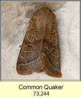 Common Quaker, Orthosia cerasi