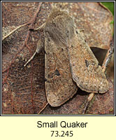 Small Quaker, Orthosia cruda