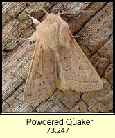 Powdered Quaker, Orthosia gracilis