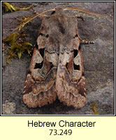 Hebrew Character, Orthosia gothica