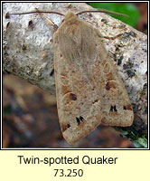 Twin-spotted Quaker, Orthosia munda