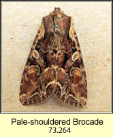 Pale-shouldered Brocade, Lacanobia thalassina