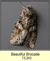 Beautiful Brocade, Lacanobia contigua