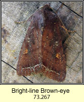 Bright-line Brown-eye, Lacanobia oleracea