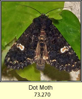 Dot Moth, Melanchra persicariae