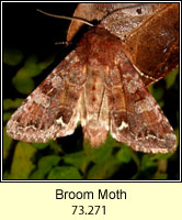 Broom Moth, Melanchra pisi