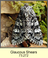 Glaucous Shears, Papestra biren