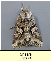 The Shears, Hada plebeja