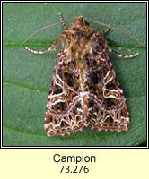 The Campion, Hadena rivularis