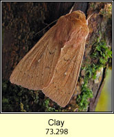 The Clay, Mythimna ferrago