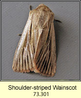 Shoulder-striped Wainscot, Mythimna comma