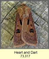 Heart and Dart, Agrotis exclamationis