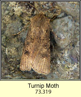 Turnip Moth, Agrotis segetum