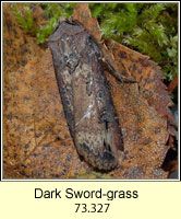 Dark Sword-grass, Agrotis ipsilon