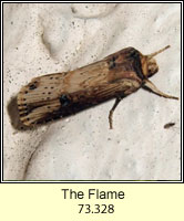 Flame, Axylia putris