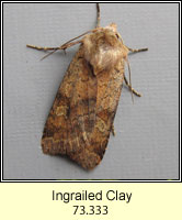 Ingrailed Clay, Diarsia mendica