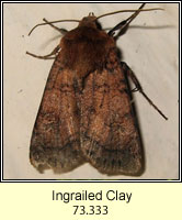 Ingrailed Clay, Diarsia mendica