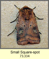 Small Square Spot, Diarsia rubi