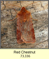 Red Chestnut, Cerastis rubricosa