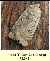 Lesser Yellow Underwing, Noctua comes