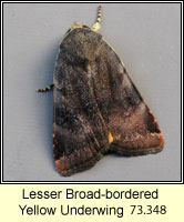 Lesser Broad-bordered Yellow Underwing, Noctua janthe