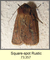 Square Spot Rustic, Xestia xanthographa
