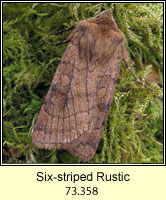 Six-striped Rustic, Xestia sexstrigata