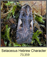 Setaceous Hebrew Character, Xestia c-nigrum