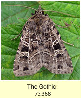 The Gothic, Naenia typica