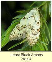 Least Black Arches, Nola confusalis