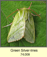 Green Silver-lines, Pseudoips prasinana