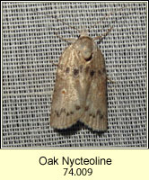 Oak Nycteoline, Nycteola revayana