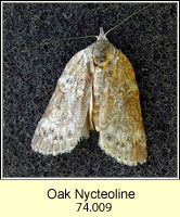 Oak Nycteoline, Nycteola revayana