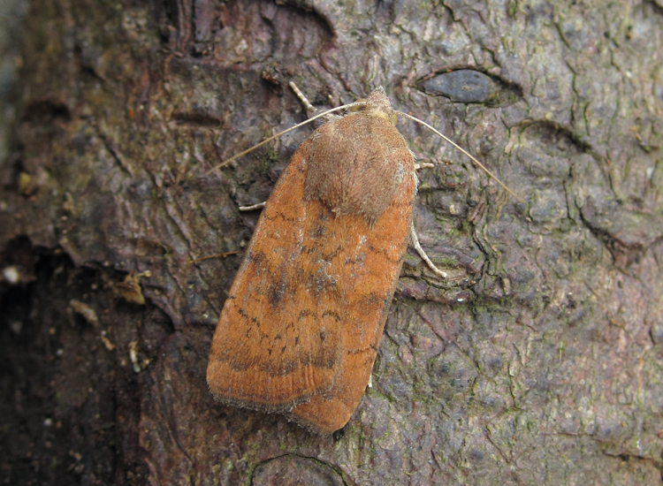 Least%20Yellow%20Underwing%20110902.jpg