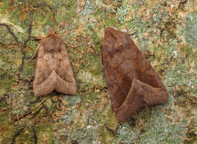 Rosy%20Rustics%20110909.jpg