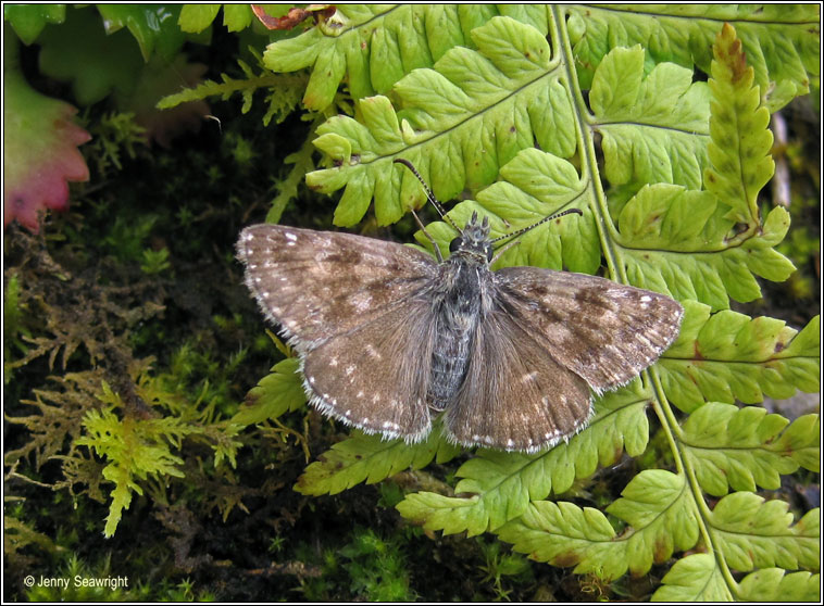 Dingy Skipper, Erynnis tages