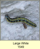 Large White, Pieris brassicae (caterpillar)