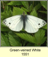 Green-veined White, Pieris napi