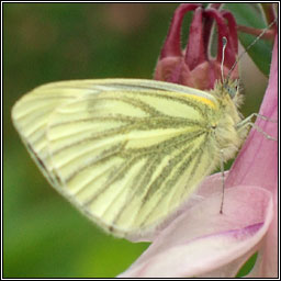 Green-veined White