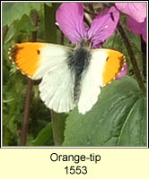 Orange-tip, Anthocharis cardamines