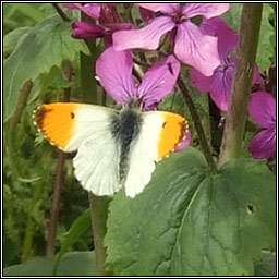 Orange-tip, Anthocharis cardamines