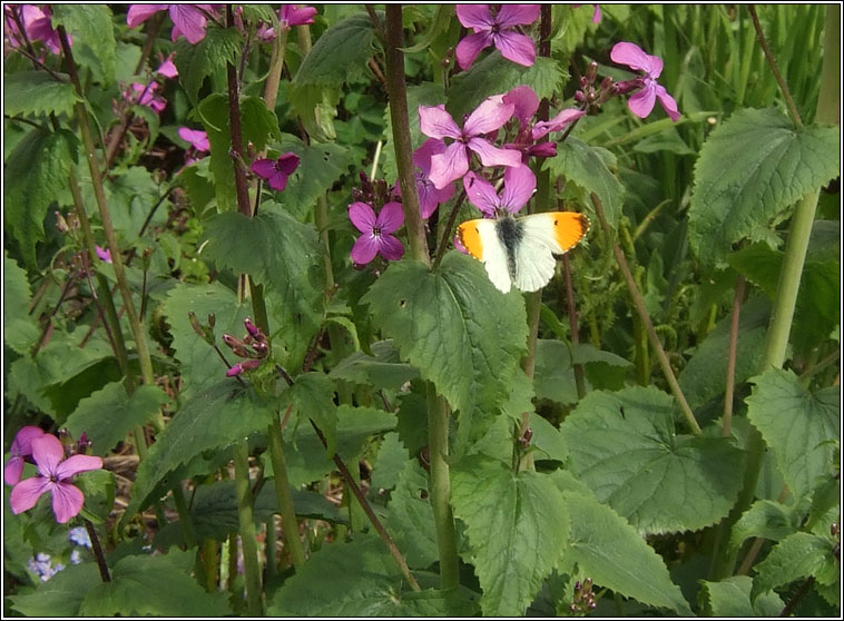 Orange-tip, Anthocharis cardamines