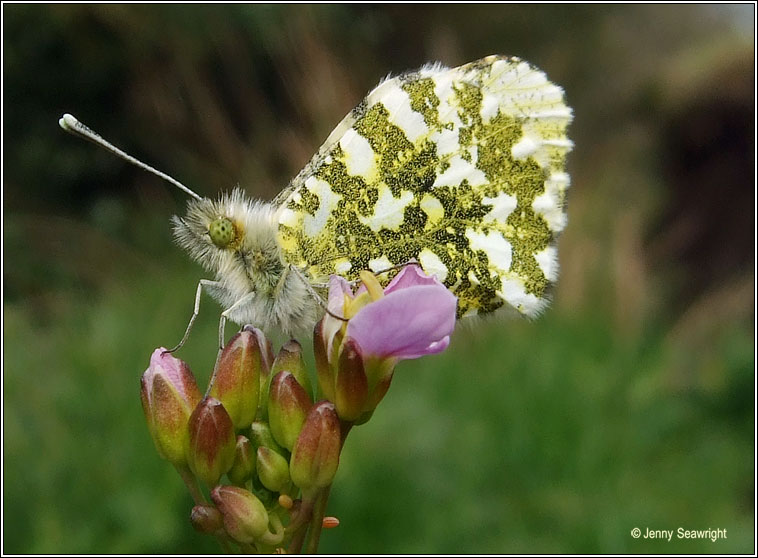 Orange-tip, Anthocharis cardamines