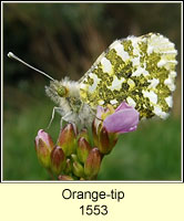 Orange-tip, Anthocharis cardamines